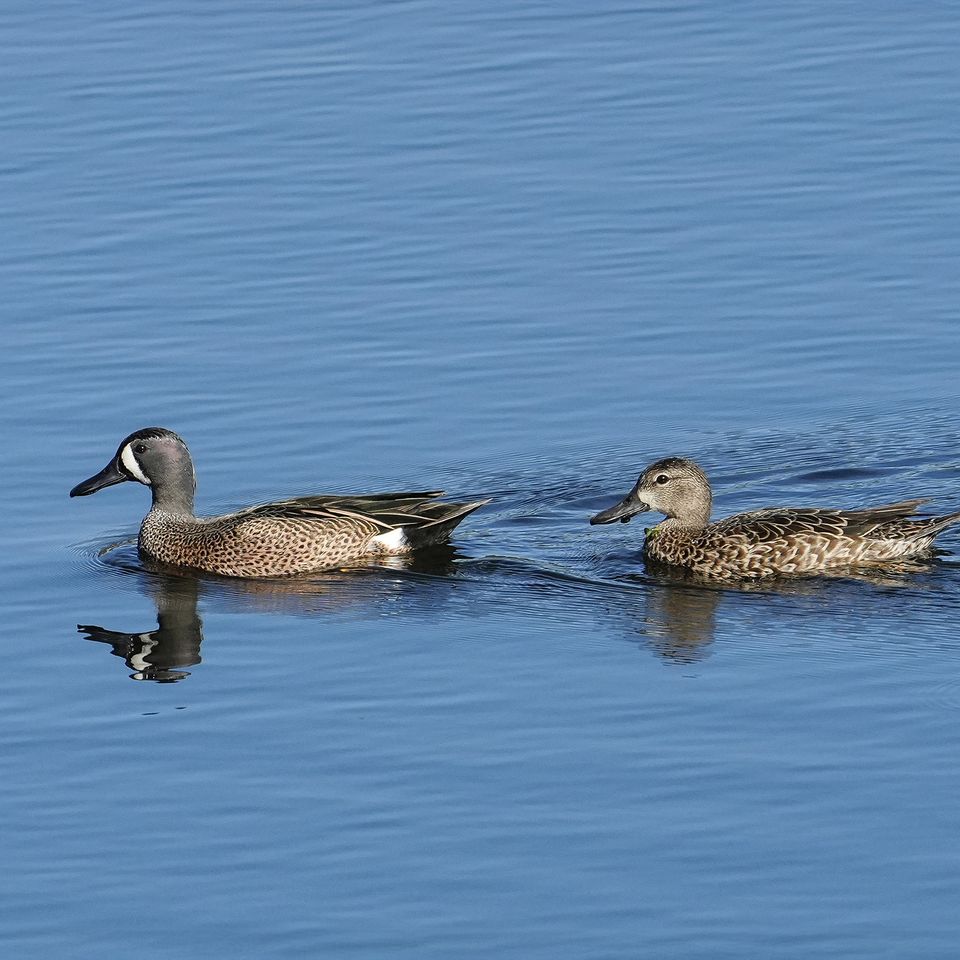 Ducks swimming   sig website
