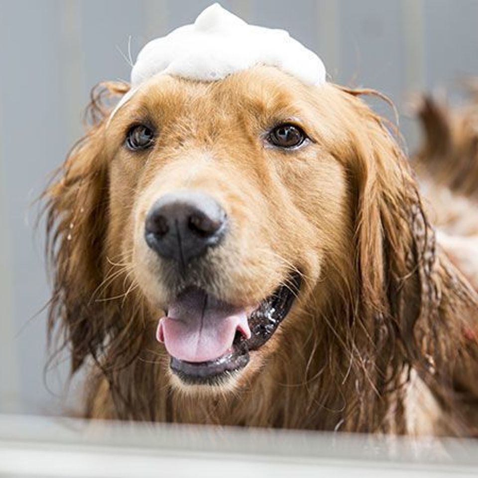 How to get your dog to love bath time20171108 1390 1c8x6hp