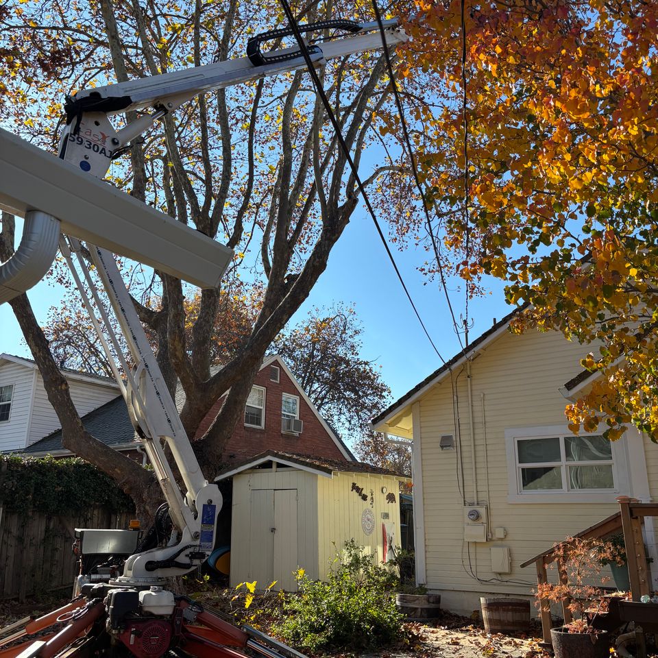 Lyons Tree Service utilizing specialized lift machinery for large-scale tree maintenance in Placer County, demonstrating our capability for complex residential and commercial tree care