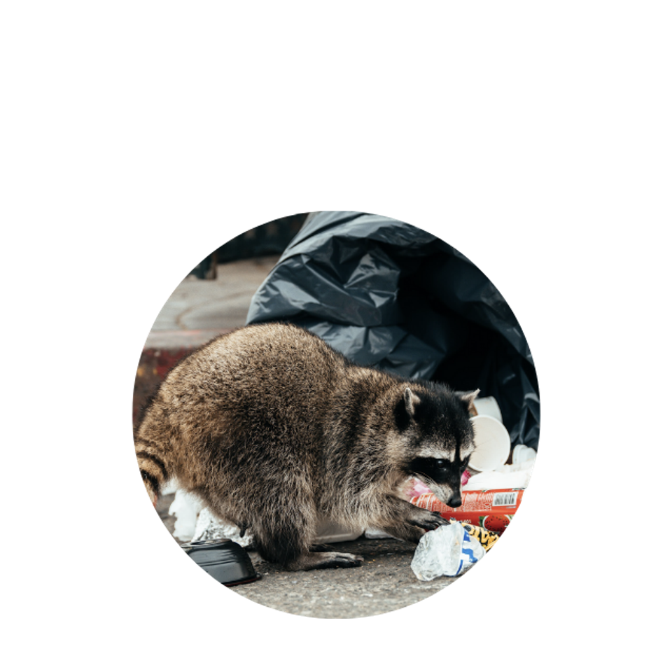 Wildlife LanserPestSolutions.com