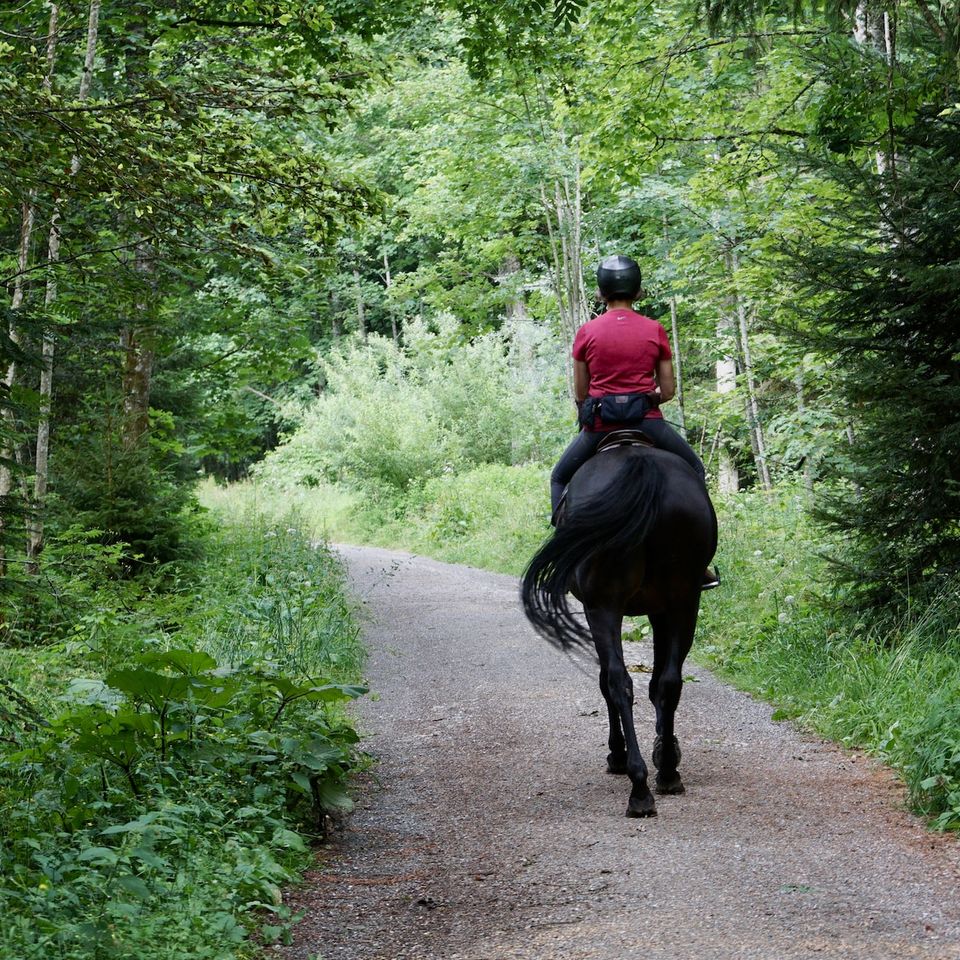 horse trail riding