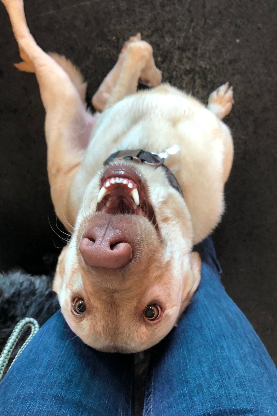 Super happy dog nampa id doggie daycare