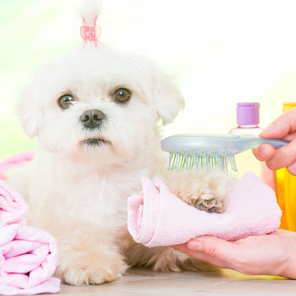 Little dog pamper20170921 14923 xbc2v3