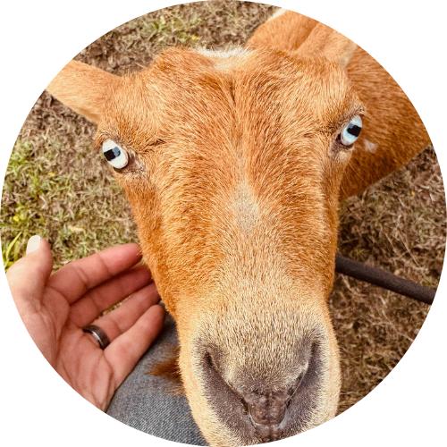 Copy of google photos (1)