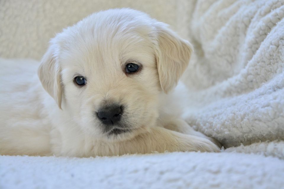 Dog 55e8d14042 1920