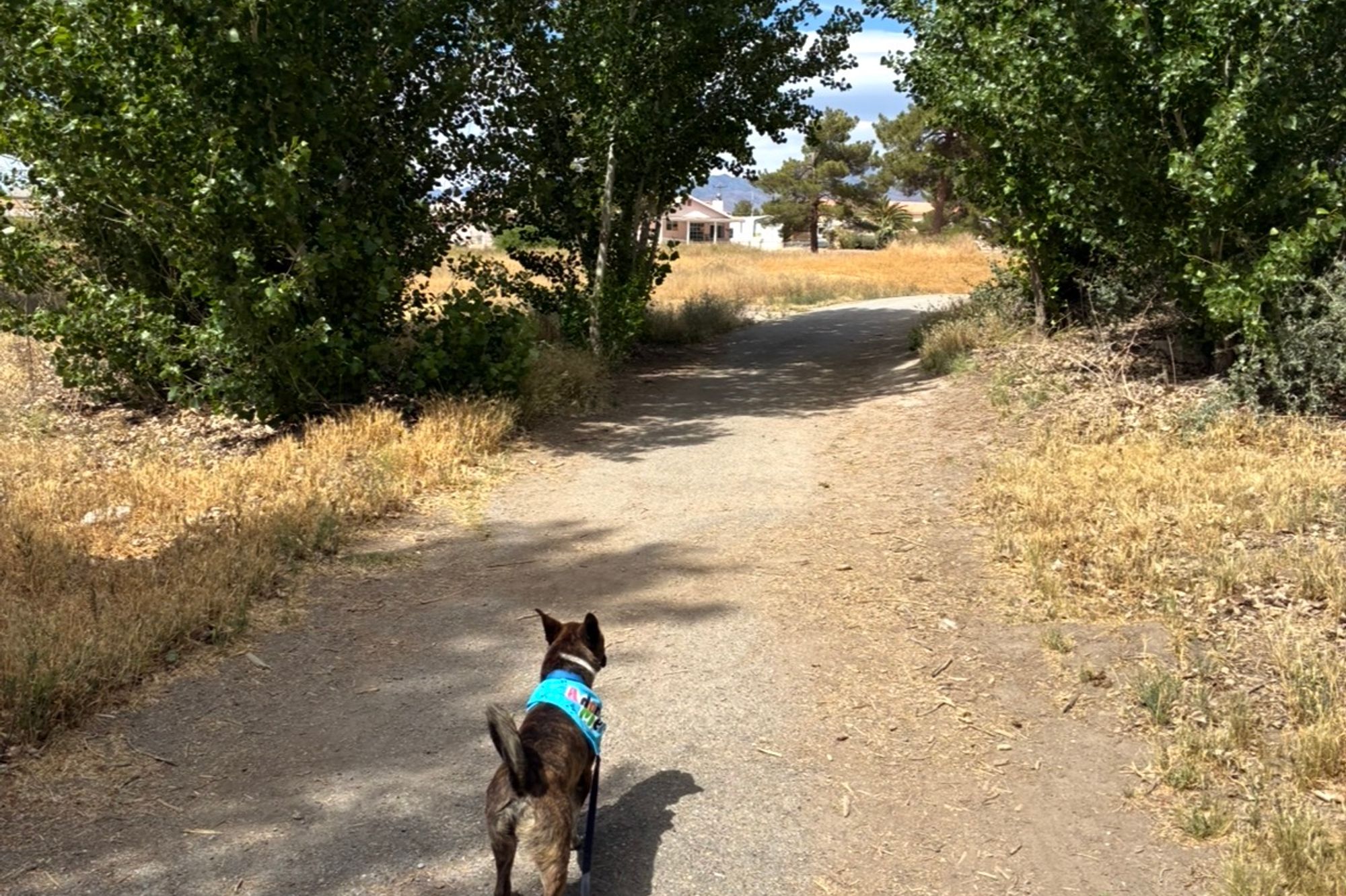 Dog Walking