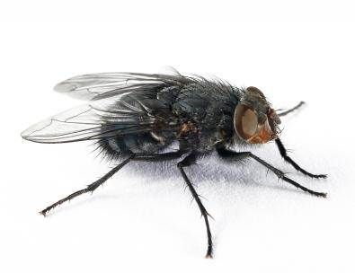 Fly