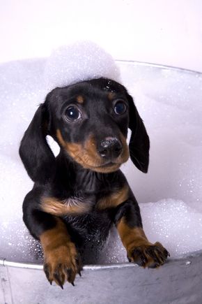 Bigstock dog in a bath  4888192
