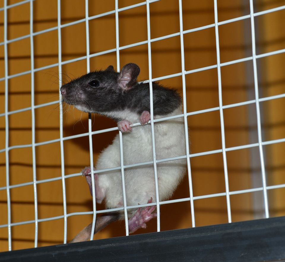 Rat e137b30d20 1920