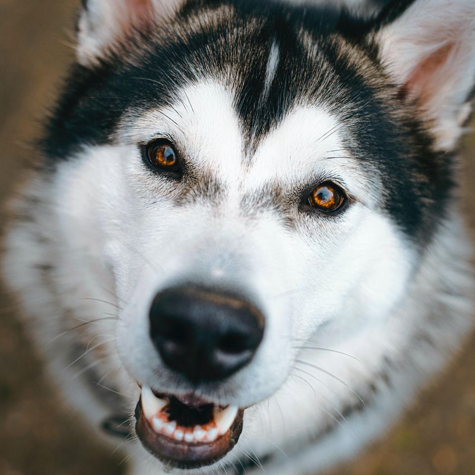 Josephine amalie paysen  xw35nykrnk unsplash