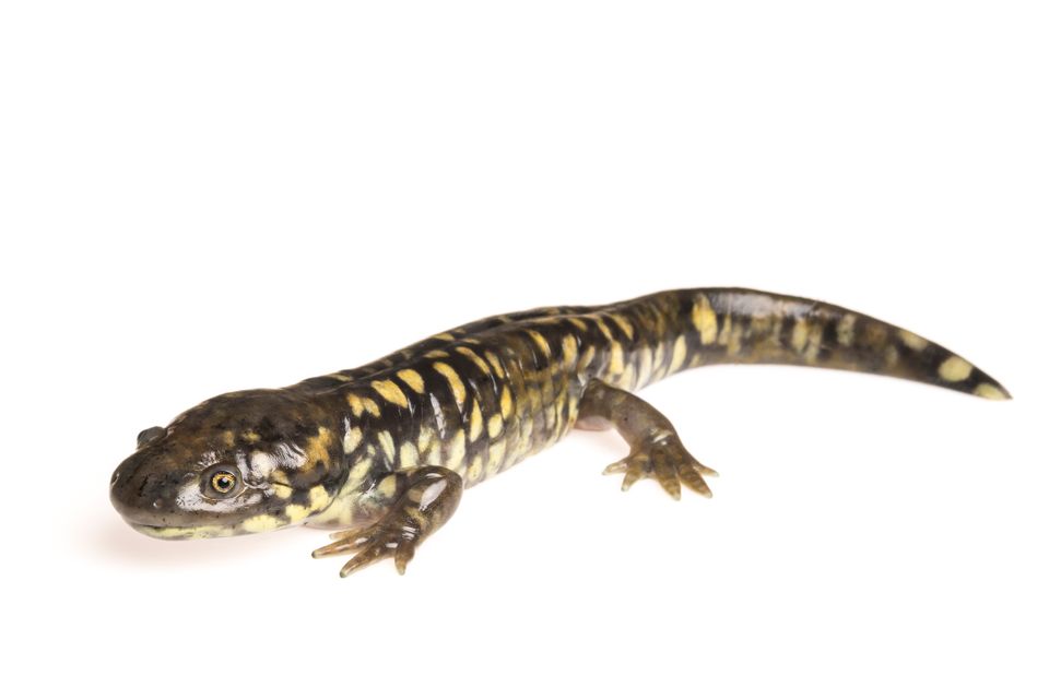 Tiger salamander sam stukel 2019 6