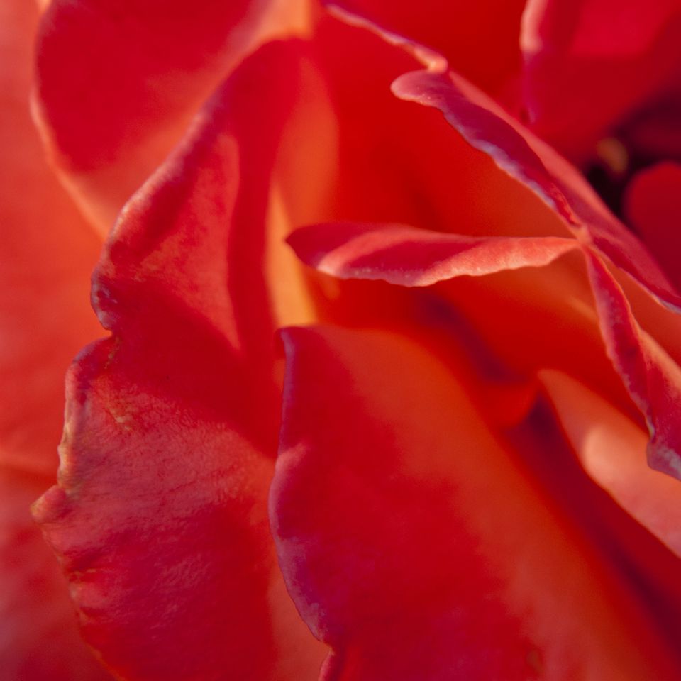 Rc fl rose petals 1 1