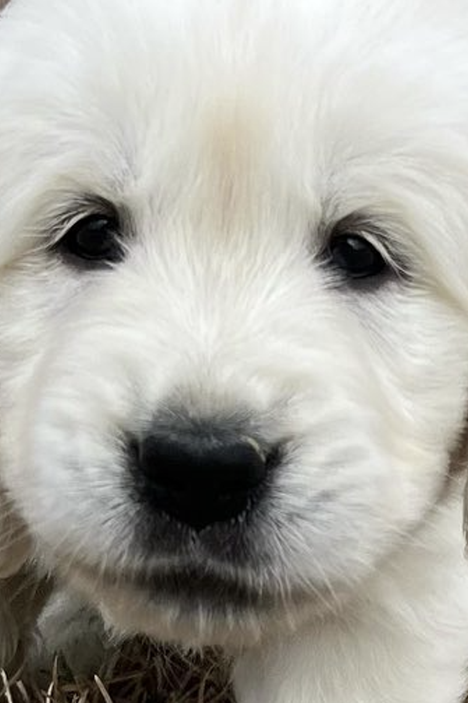 Cpr pup
