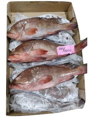 Reef cod fish 500x500 (1)size