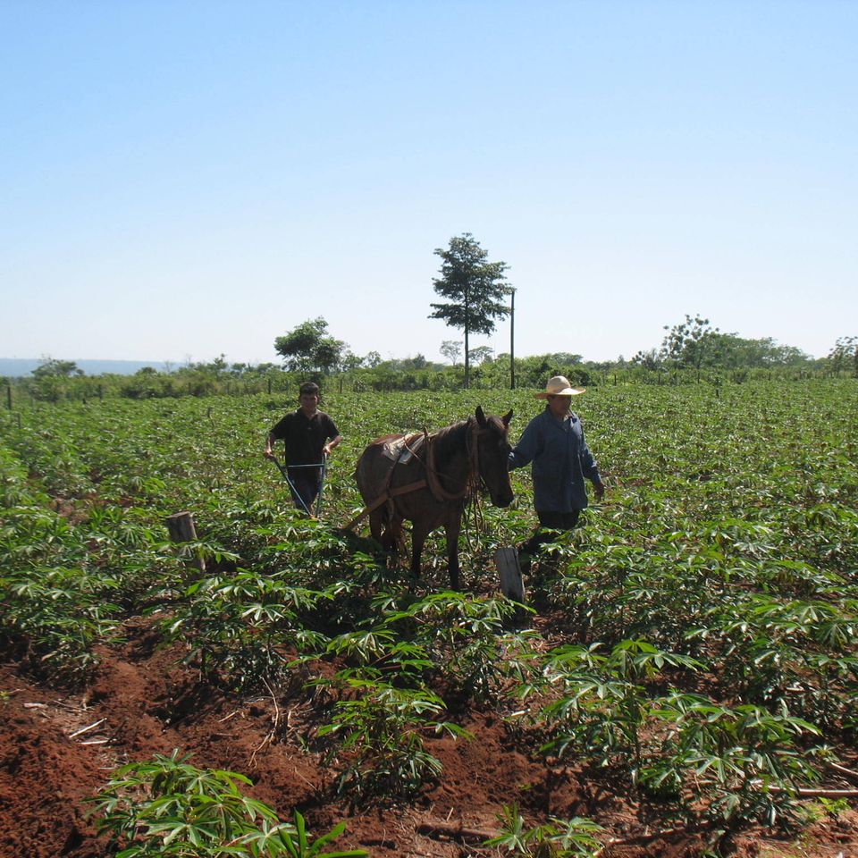 Agritecnico6