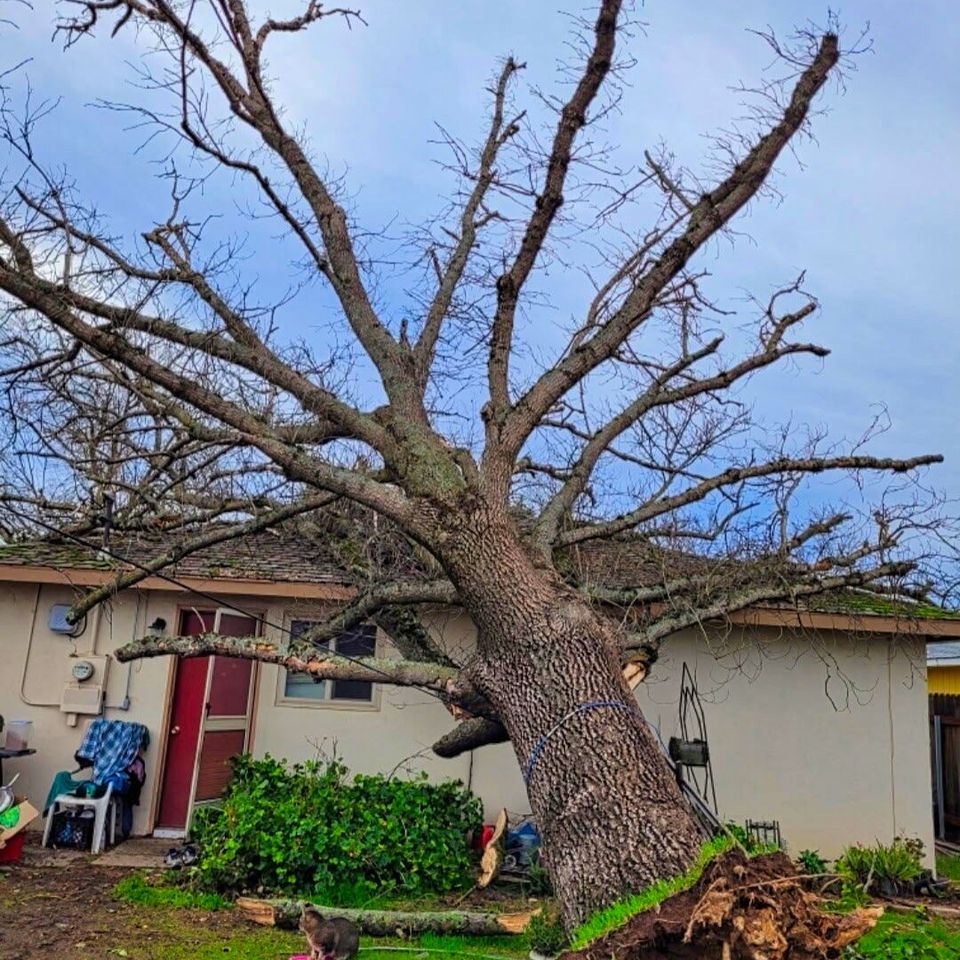 Above It All Tree Care safely removing a tipping tree with a failing root system in Northern California.