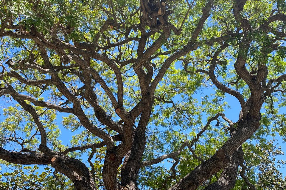 Treeco pruned tree 2