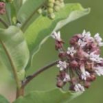 Common milkweed 800x800 1