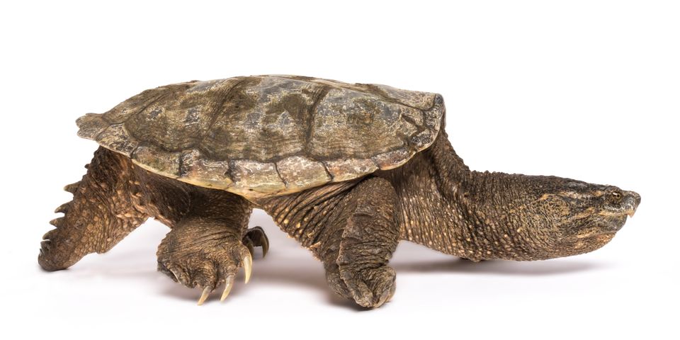 Common snapping turtle sam stukel 2020 4