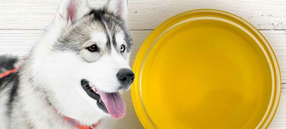 Poultry fat 2025 in dog food