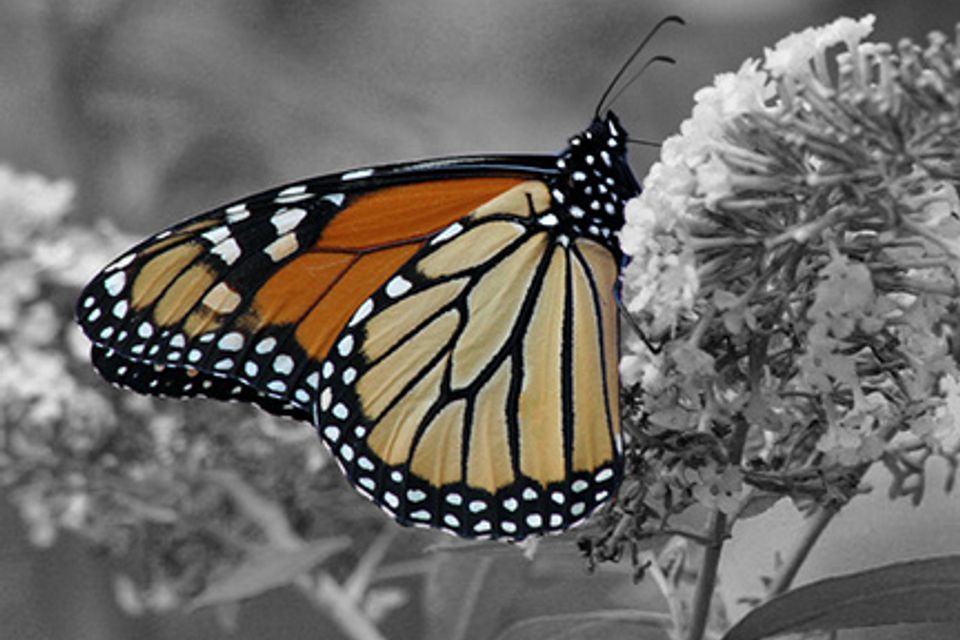 Monarch b w color