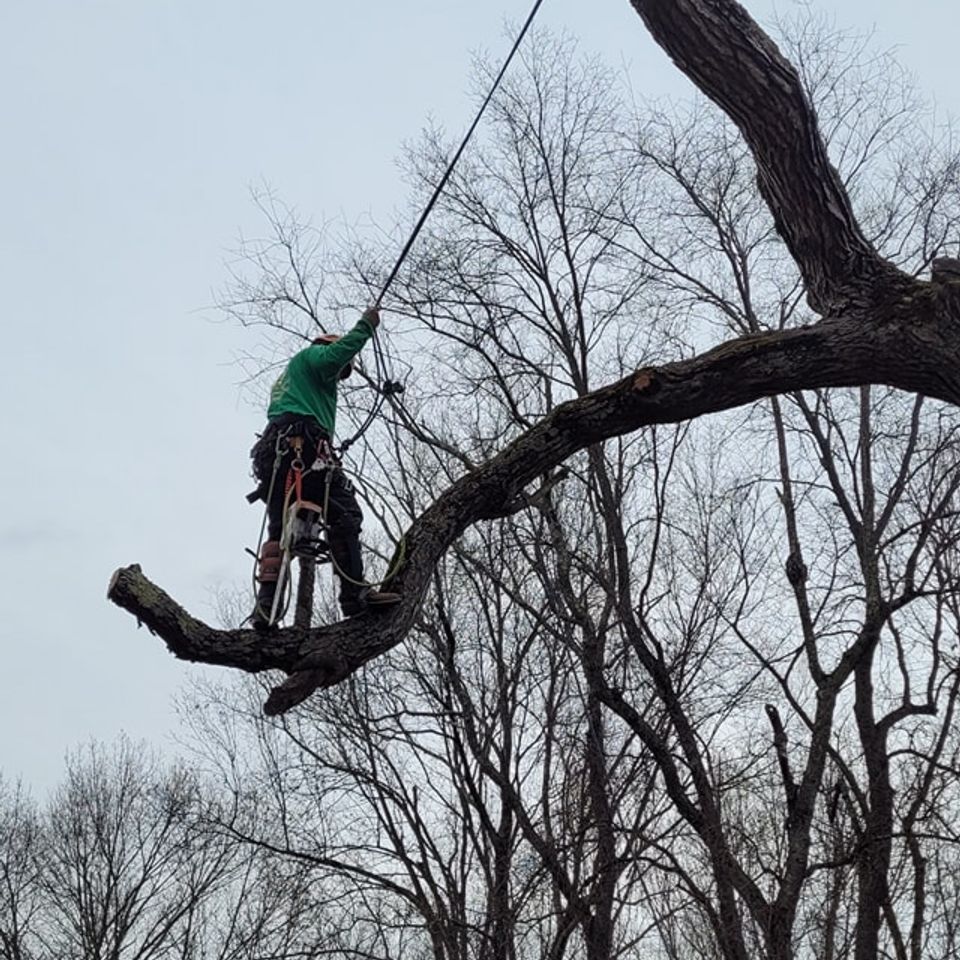 Diaz tree work