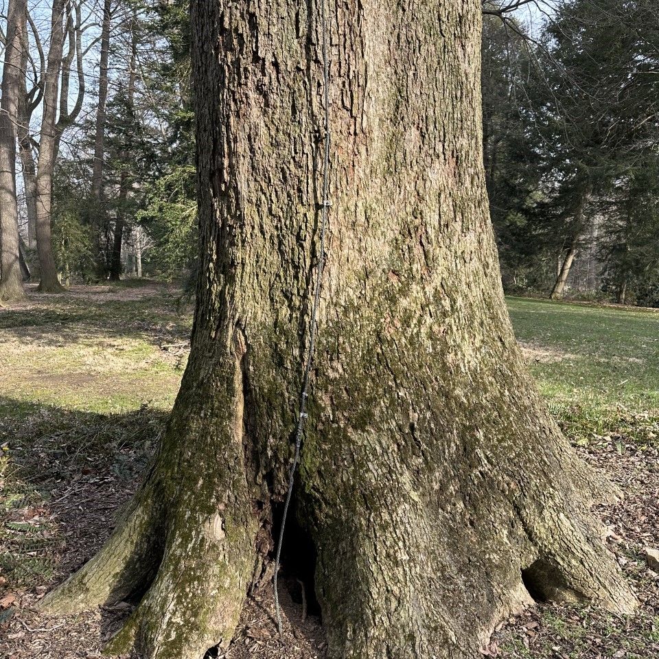 Tree protected to avoid lightinig strike 1