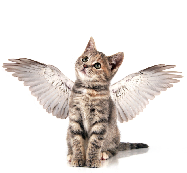 Kitten angel