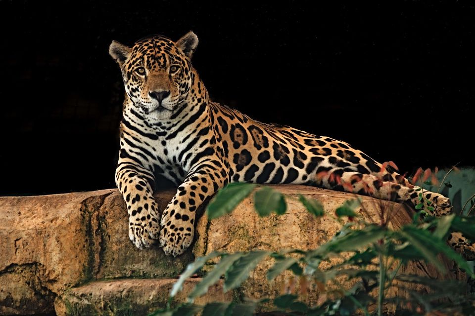 Jaguar g544fa6f50 1920
