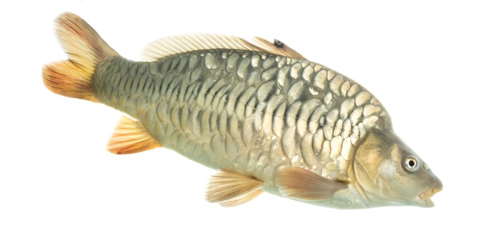 Common carp mirror scales sam stukel 2020 1