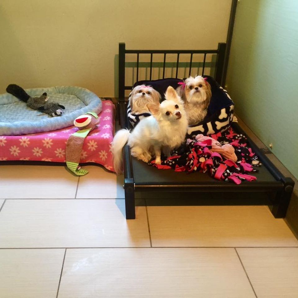 Prestigious pets salon   hotel callout home 05 57f51769