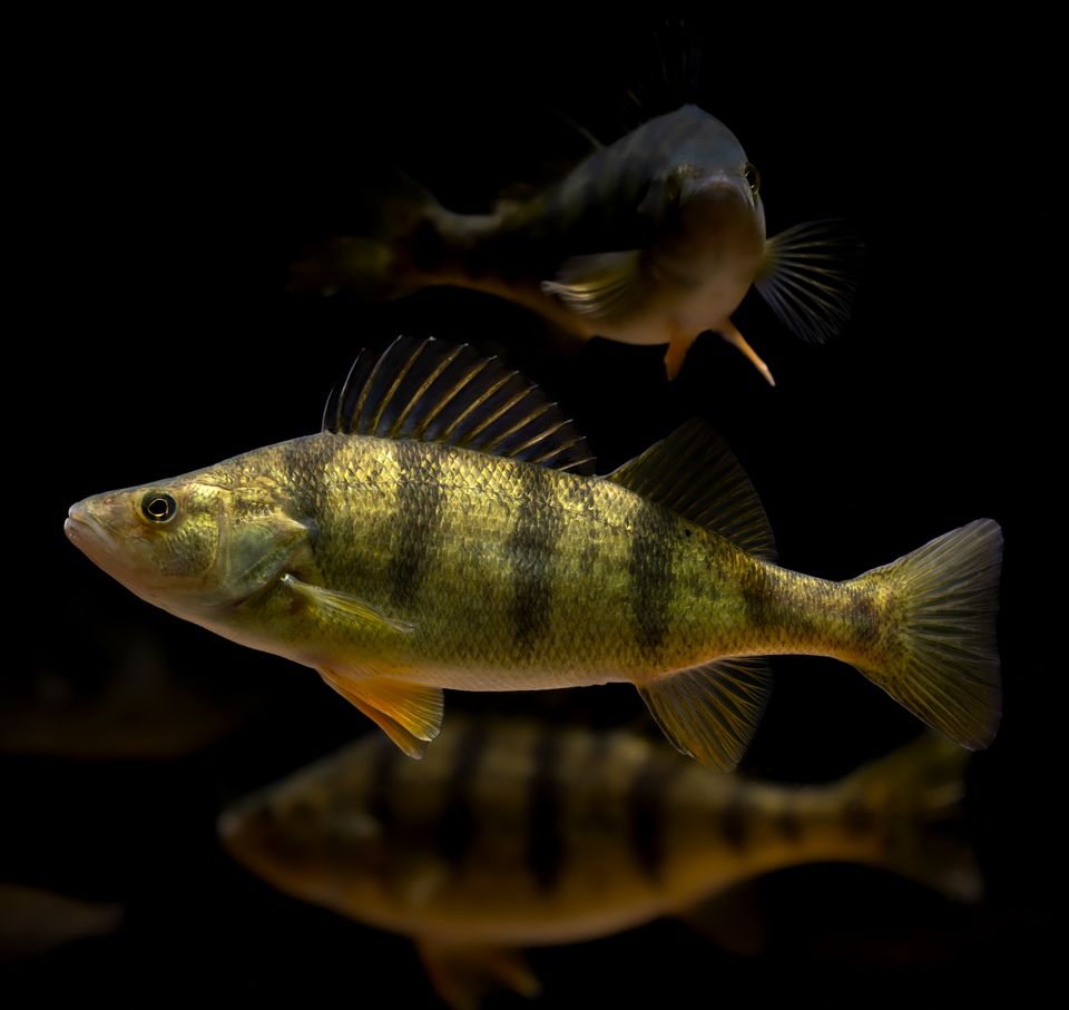 Yellow perch dec 2021 sam stukel 6