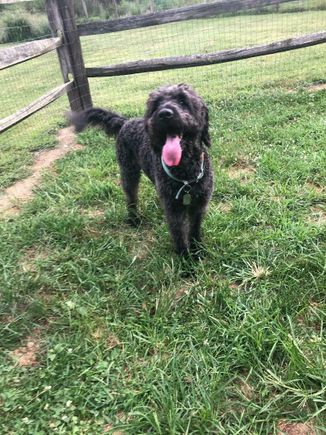 Black poodle type dog