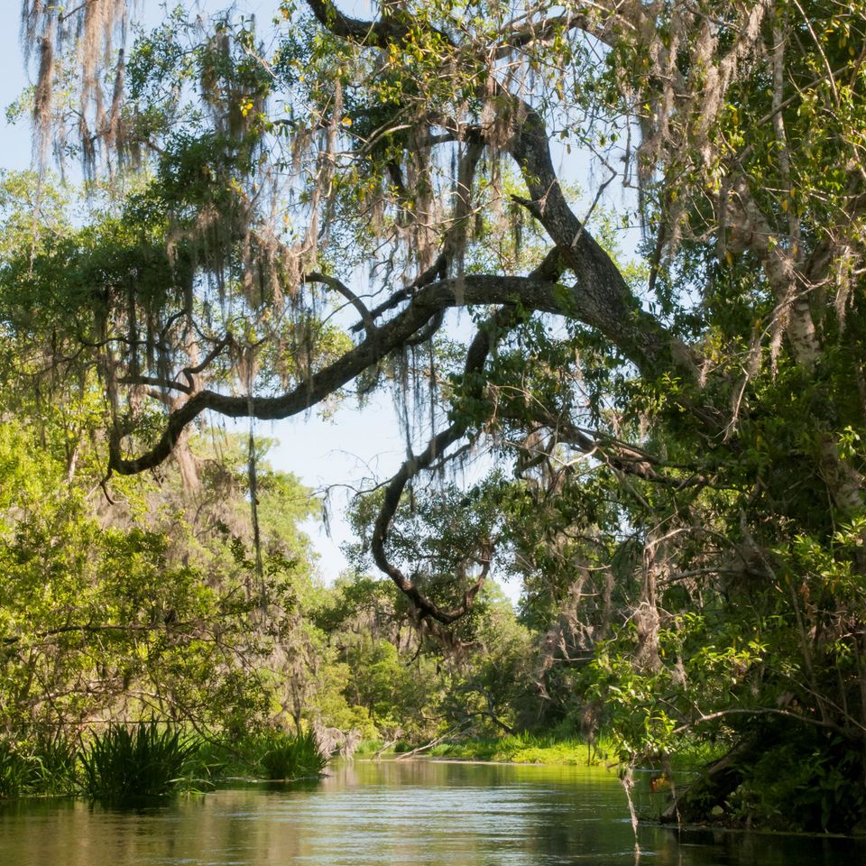 Ichetucknee springs 2 102
