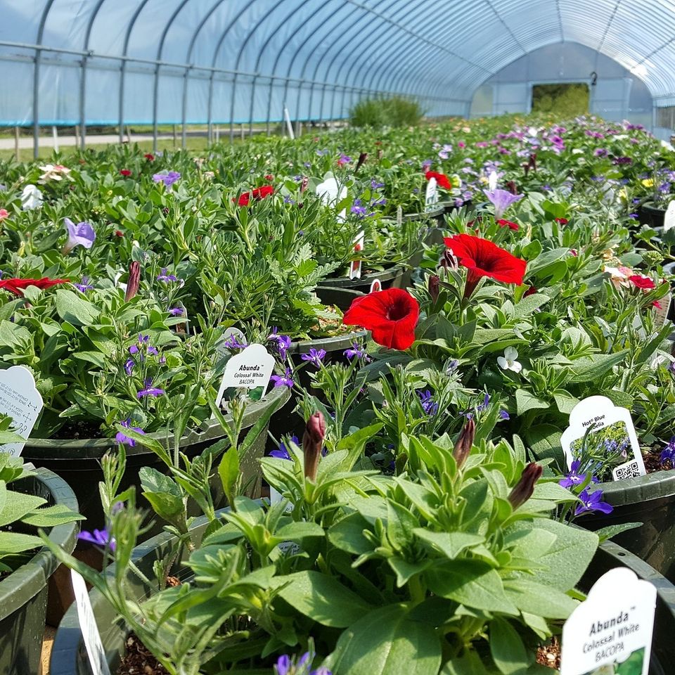 Plants 54e5d4464b 1920