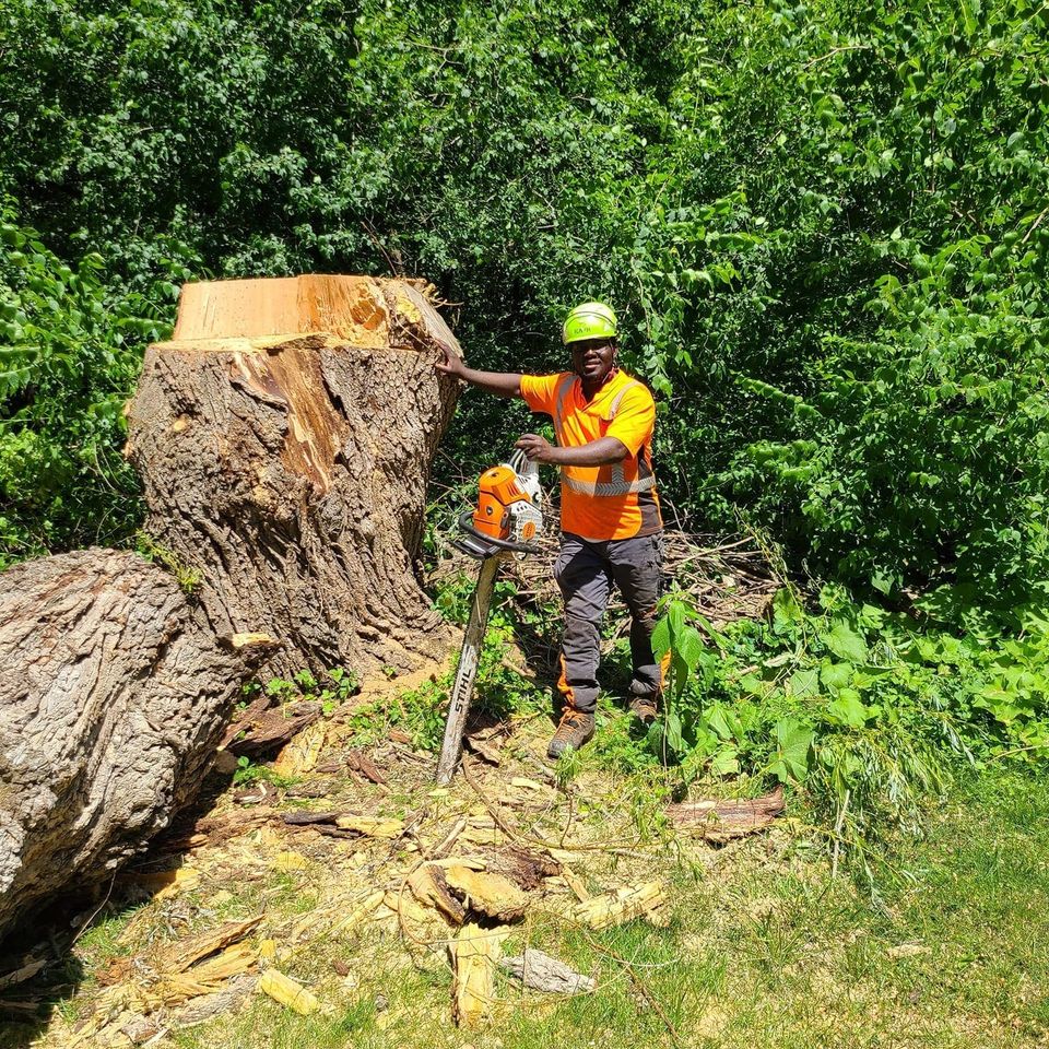 Tree Removal Bobby Tree Care LLC