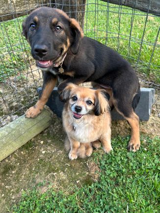 2dogs