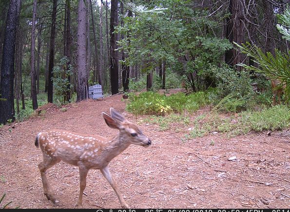 Babbbdeer