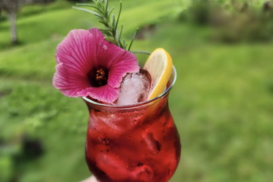 Hibiscus honey rose mixer