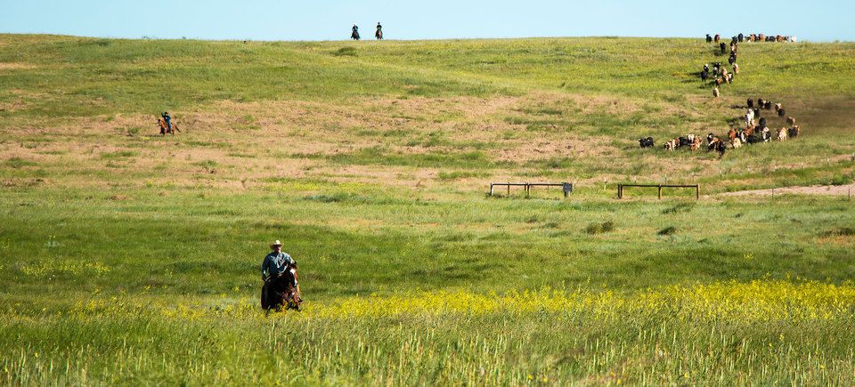 Cattle drive 00120160623 11590 1mz5v7a