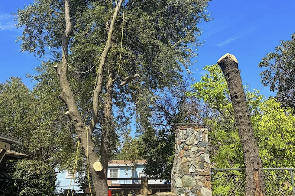 Crane-assisted hazardous pine tree removal near Old Town Auburn by Lyons Tree Service