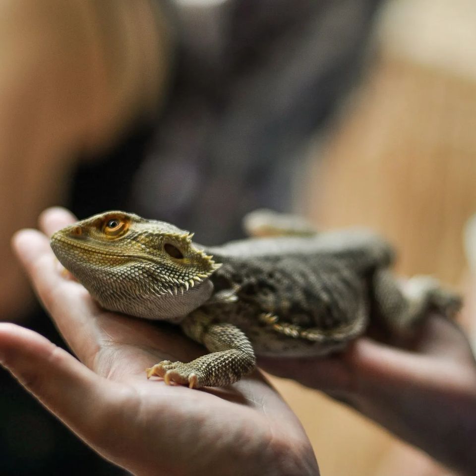 Mobile Petting Zoo reptiles photo opportunities