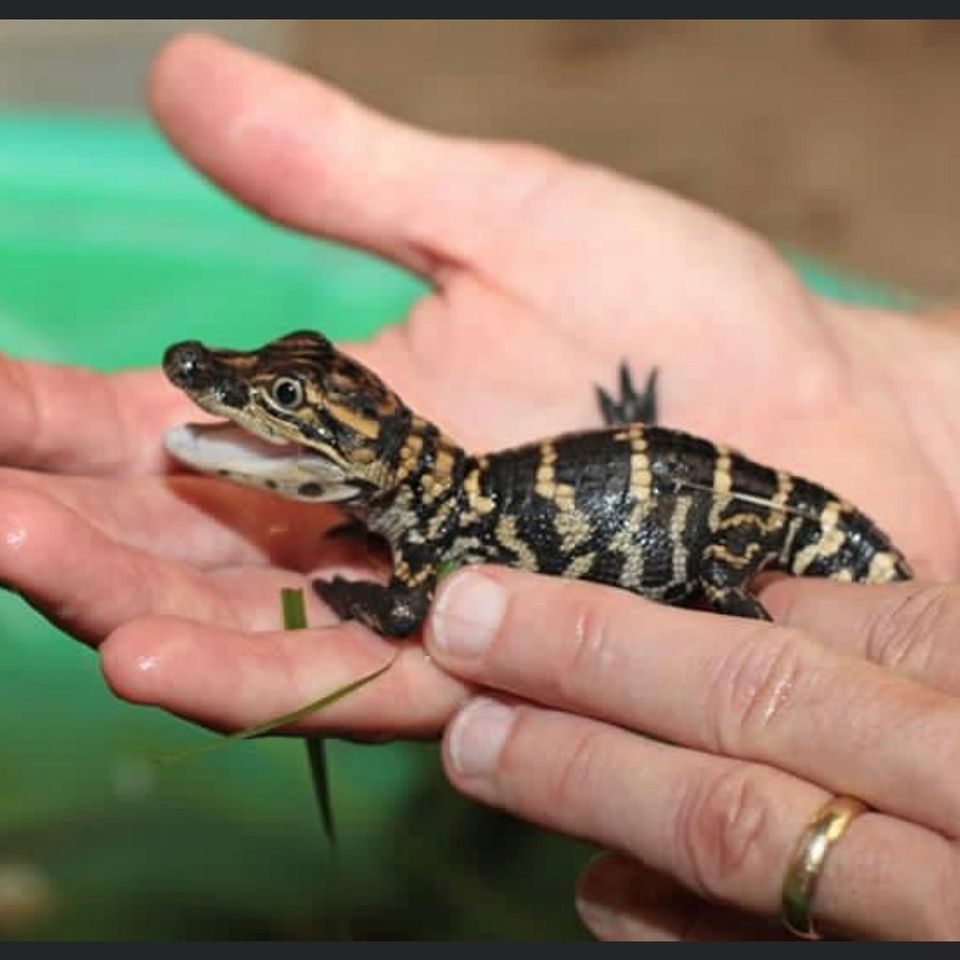 Baby gator 2