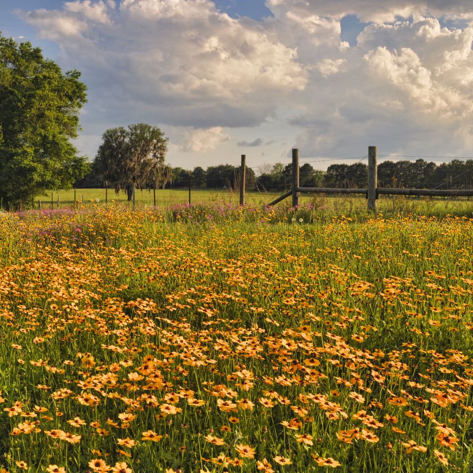 Rc fld spring field 3 1