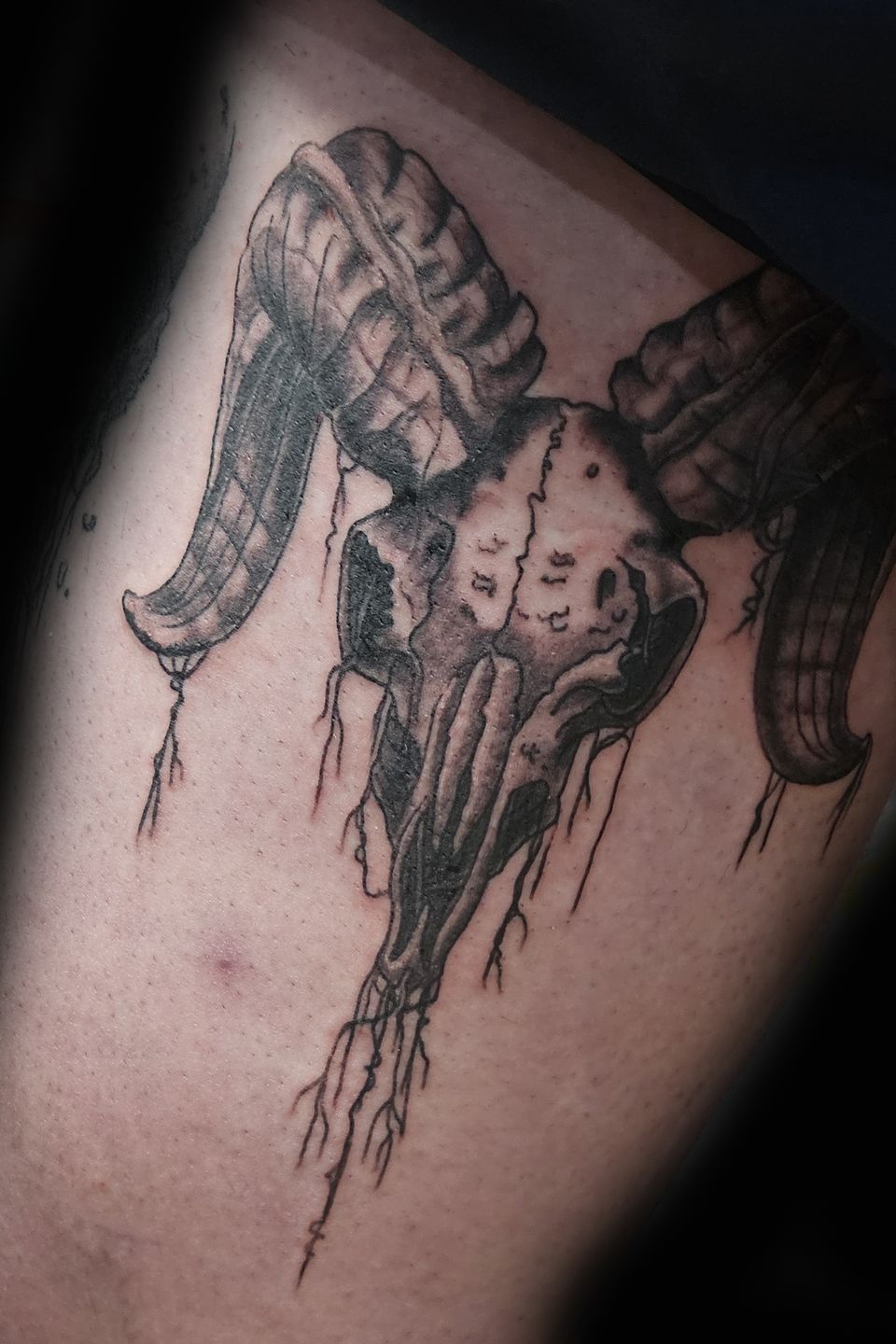 Spence goat skull