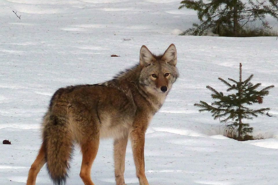 Coyote gc226f6ad8 1920