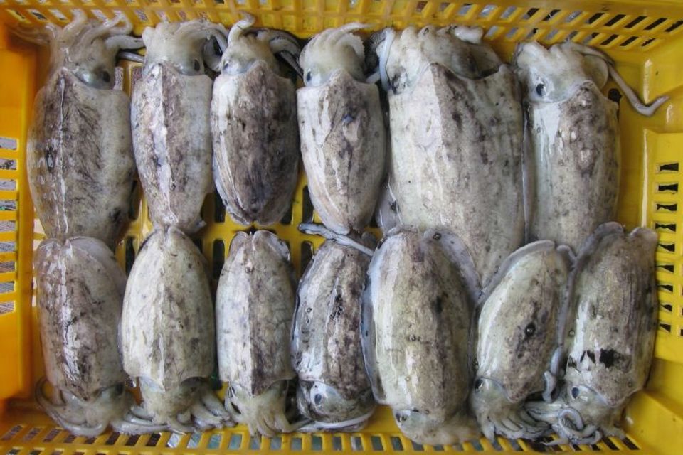 Whole round cuttlefish 