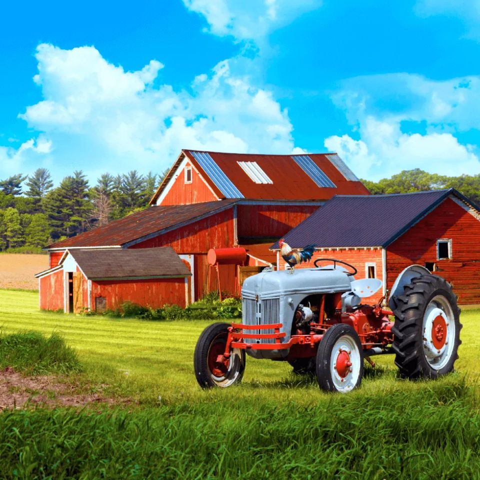 Rooster standing on tractor in front of barn