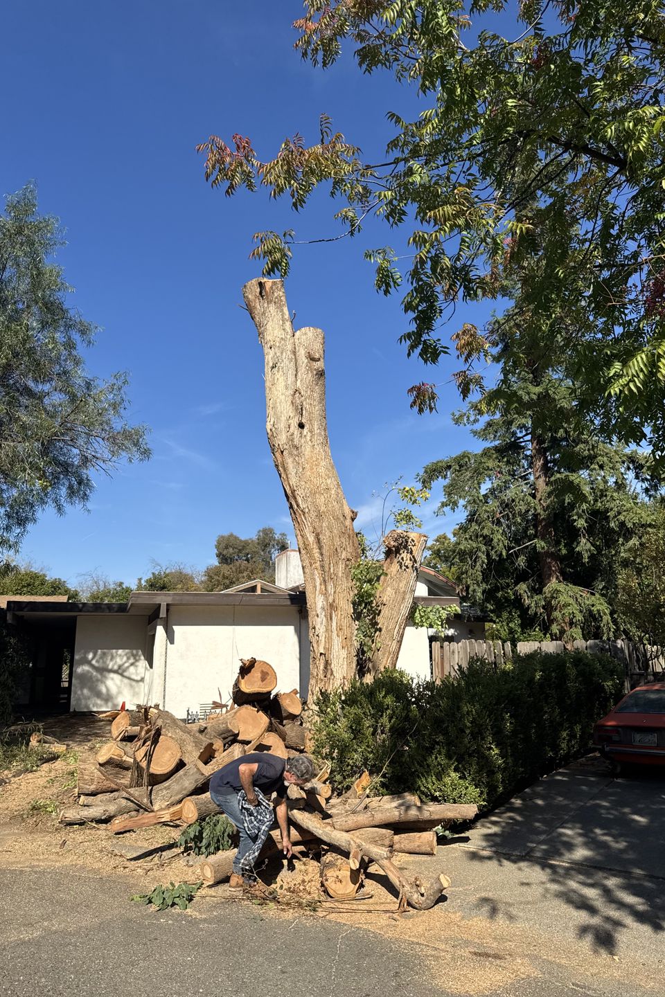Safe residential tree removal service in Yolo County by The Arbor Tree Service Company
