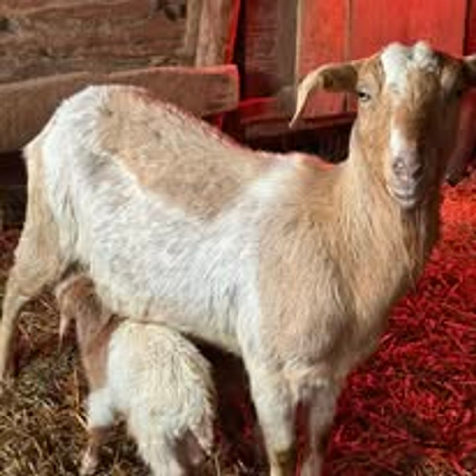 Goat and mommy